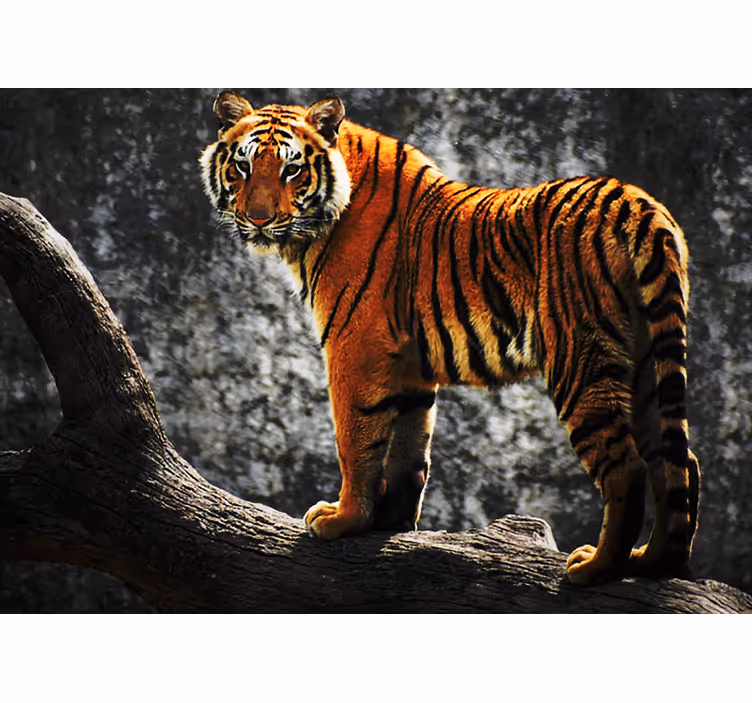 Mural de animales pose de tigre real - TenVinilo