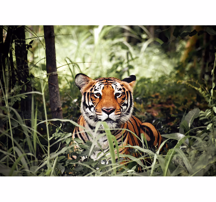 Fotomural animale Lindo tigre mirándote - TenVinilo