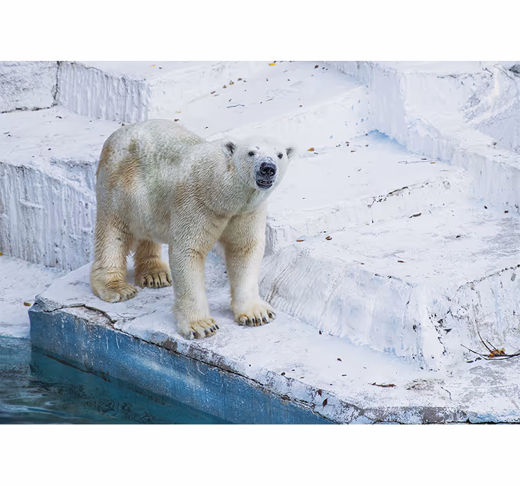 Mural de animales posición del oso polar - TenVinilo