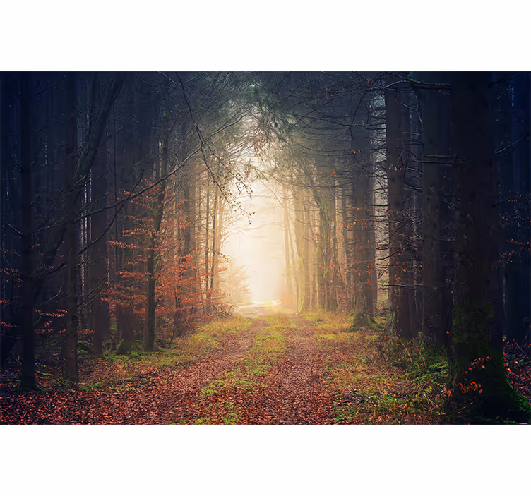 Fotomural bosque camino de otoño - TenVinilo