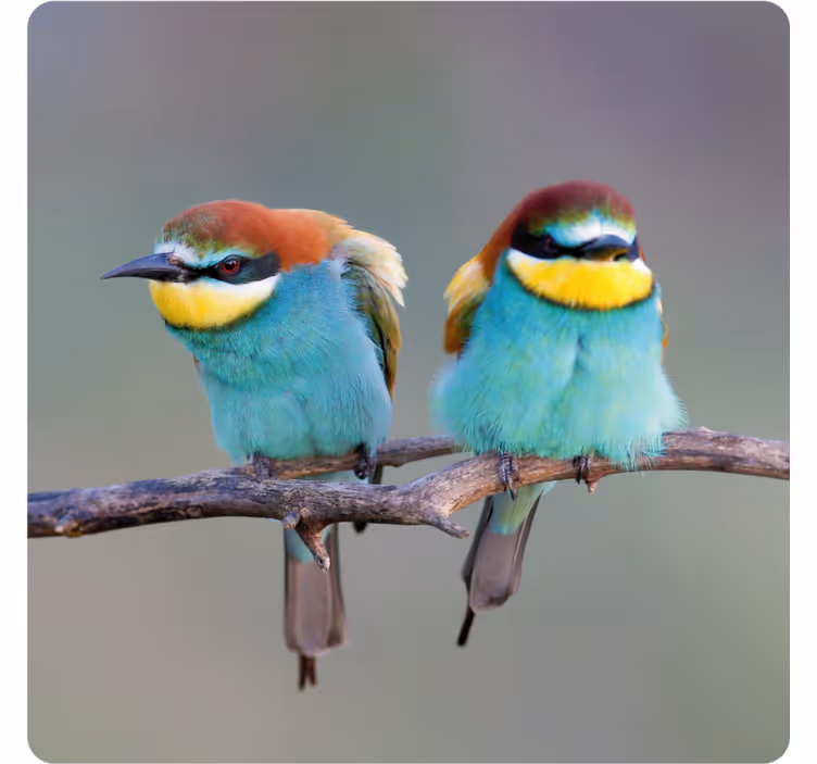 Portavasos moderno aves coloridas posadas - TenVinilo