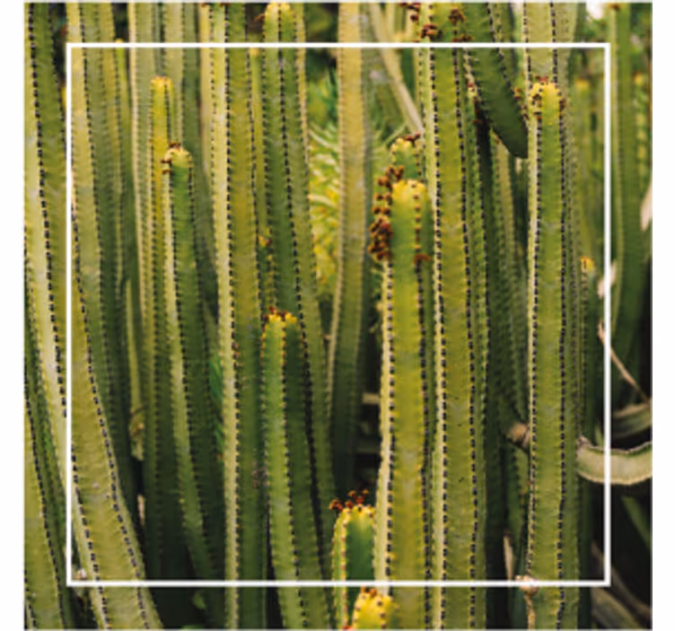 Portavasos superficie texturizada cactus - TenVinilo