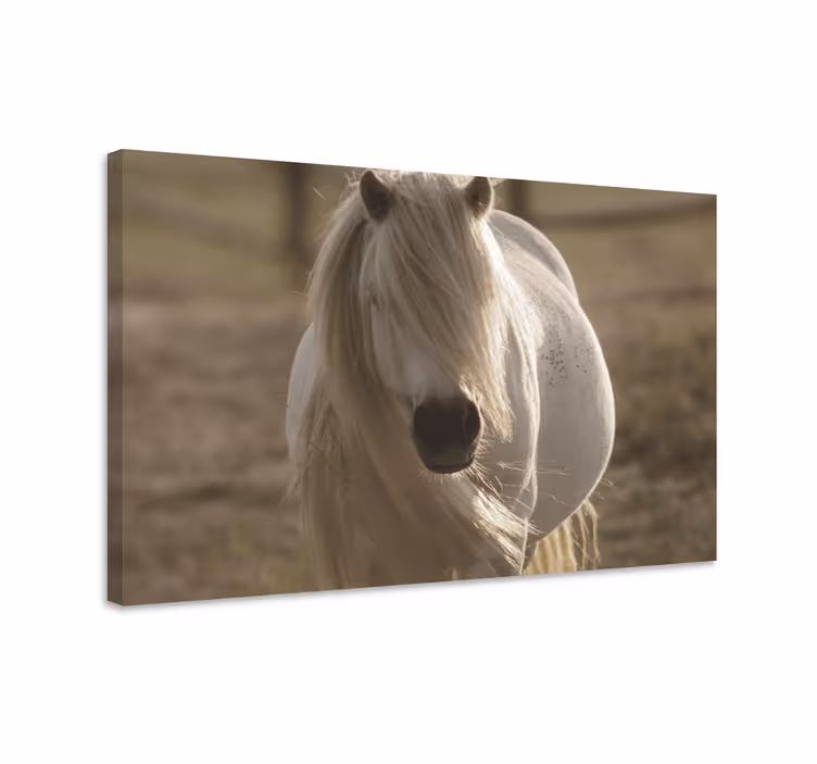 Cuadro caballos caballo de cara blanca - TenVinilo