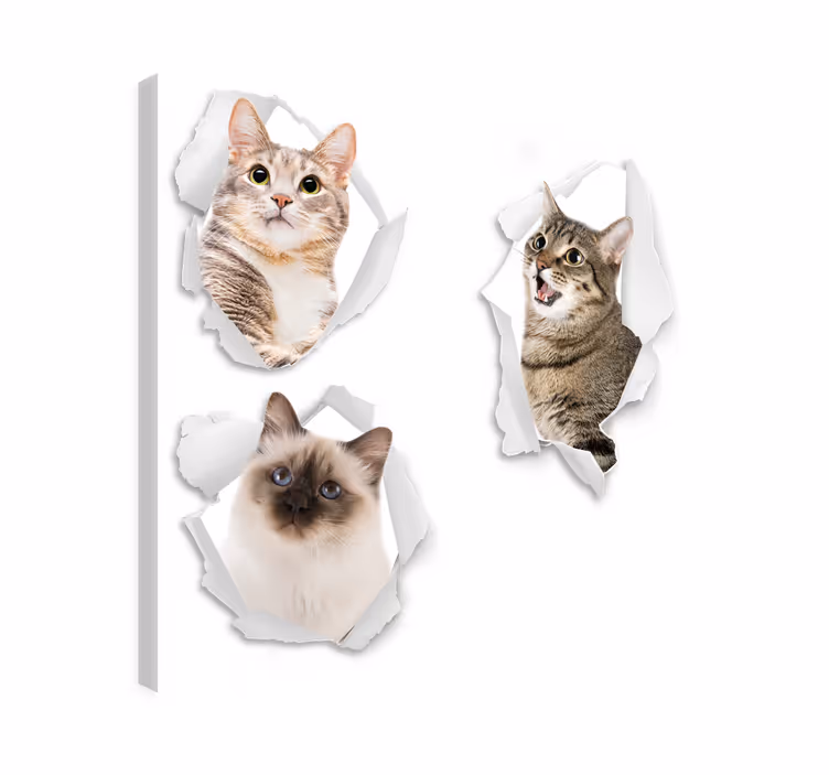 Cuadro de gatos trampantojo de gatitos - TenVinilo