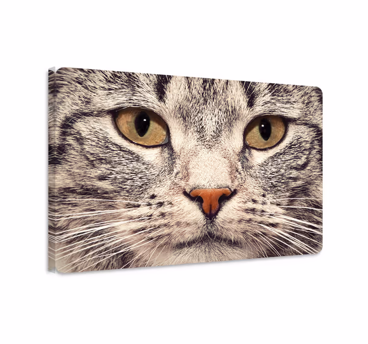Cuadro de gatos pegatina de cara de gato - TenVinilo