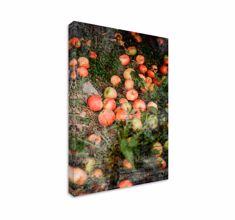 Cuadro bodegones manzanas caídas - TenVinilo