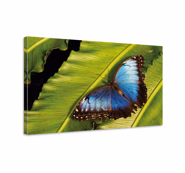 Cuadro mariposas Detalle de mariposa azul - TenVinilo