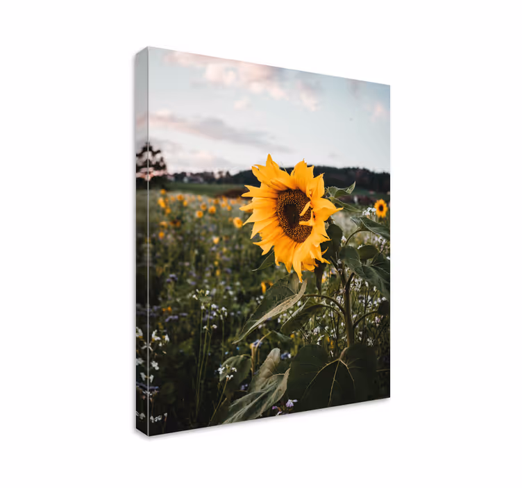 Cuadro de flores campo de girasoles - TenVinilo