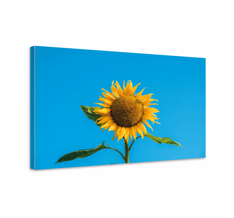 Cuadro de flores Flor del sol en azul - TenVinilo