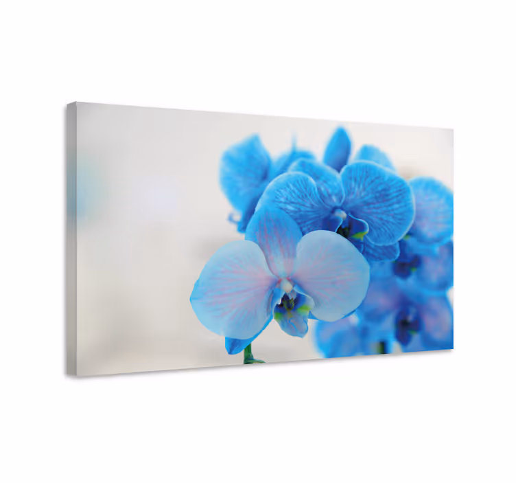 Cuadro de flores Flor de la orquídea azul - TenVinilo
