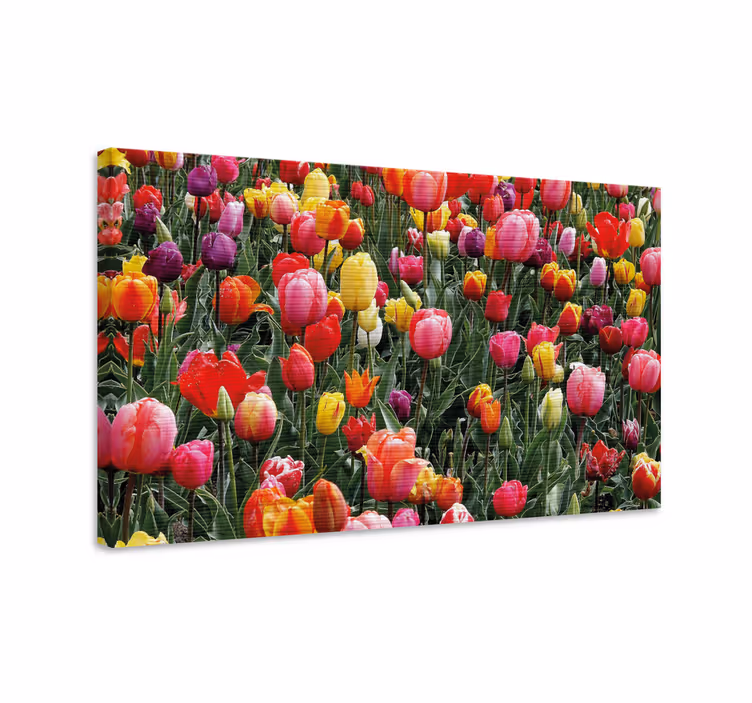 Cuadro de flores tulipanes coloridos - TenVinilo