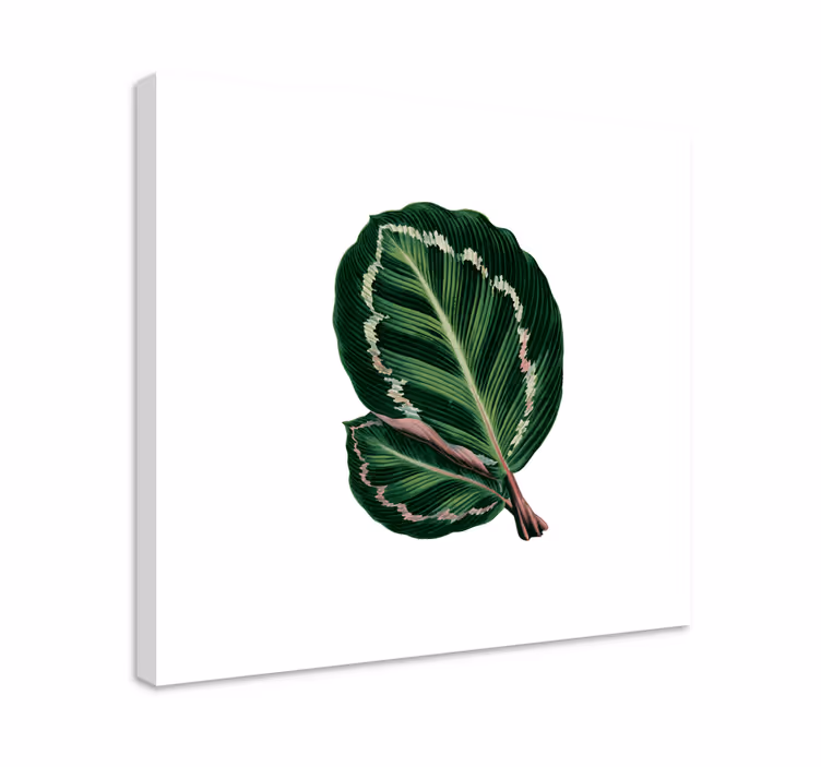 Cuadro de flores Hojas de maranta - TenVinilo