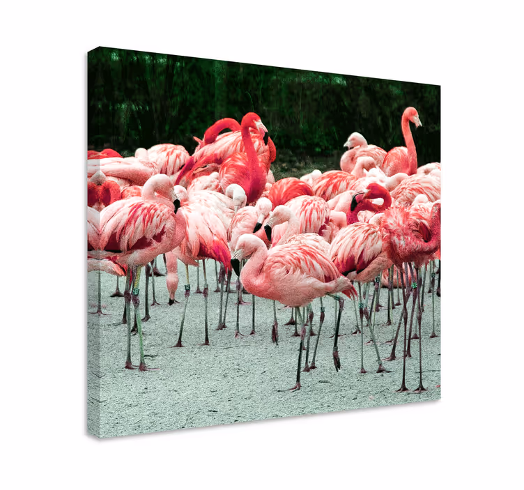 Cuadro para salón Bonitos flamencos en el agua - TenVinilo