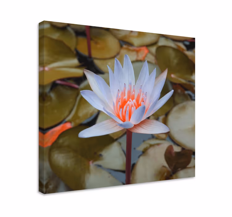Cuadro de flores Rosas de mar y lirios - TenVinilo