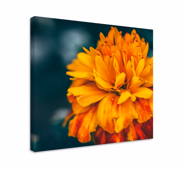 Cuadro de flores flor naranja vibrante - TenVinilo