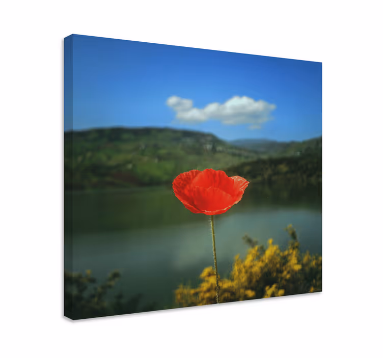 Cuadro de flores Amapolas rojas con el cielo de fondo - TenVinilo