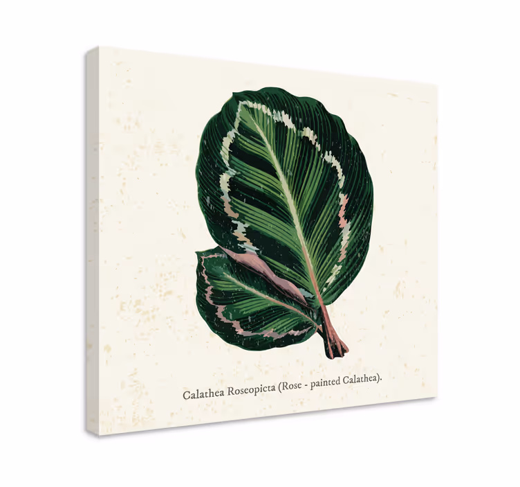 Cuadro de flores Hojas de maranta verde rojo - TenVinilo