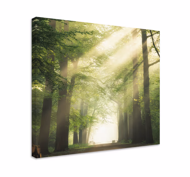 Cuadro de árboles camino forestal brumoso - TenVinilo