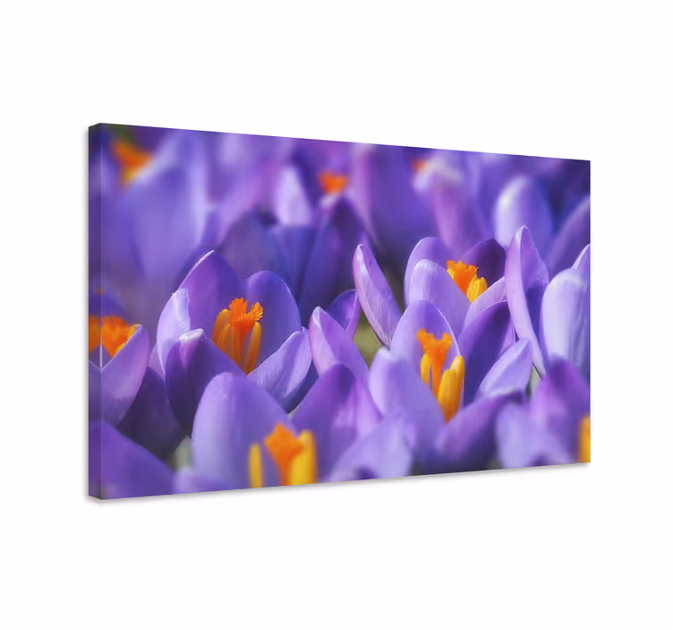 Cuadro de flores Flor de azafrán púrpura y naranja - TenVinilo