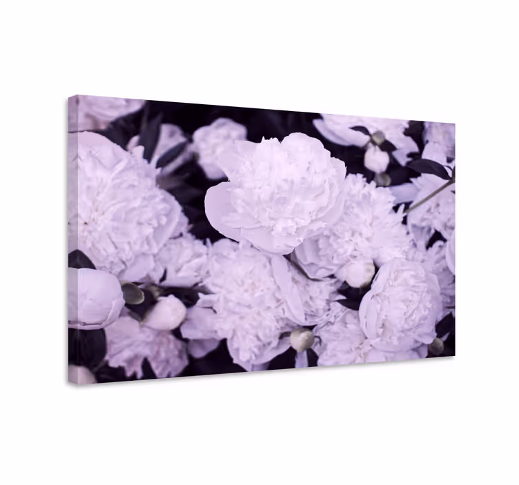 Cuadro de flores pivoines moradas en flor - TenVinilo