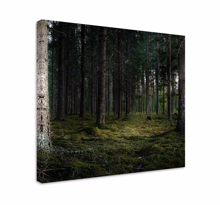 Cuadro de árboles profundidades del bosque sereno - TenVinilo