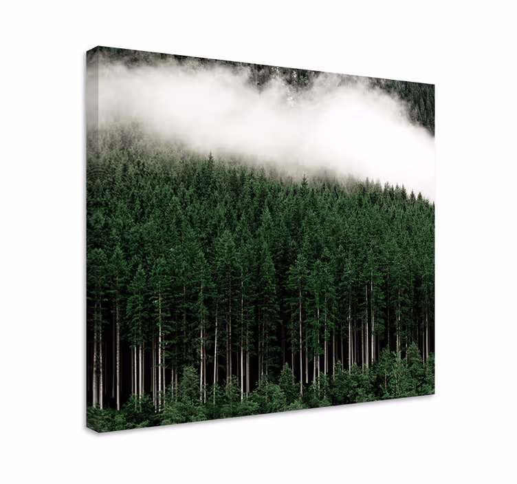 Cuadro de árboles bosque verde brumoso - TenVinilo