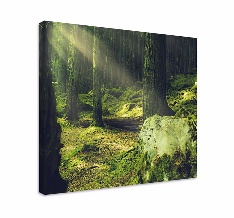 Cuadro árboles "naturaleza" rocas con musgo en el bosque - TenVinilo