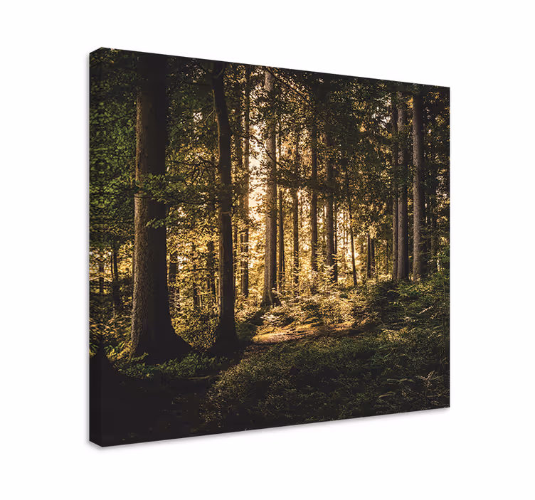 Cuadro árboles Bosque del mediodía "naturaleza" - TenVinilo