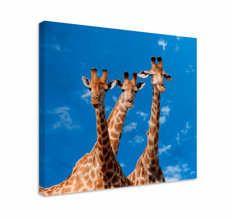 Cuadro animales retrato de trío de jirafas - TenVinilo