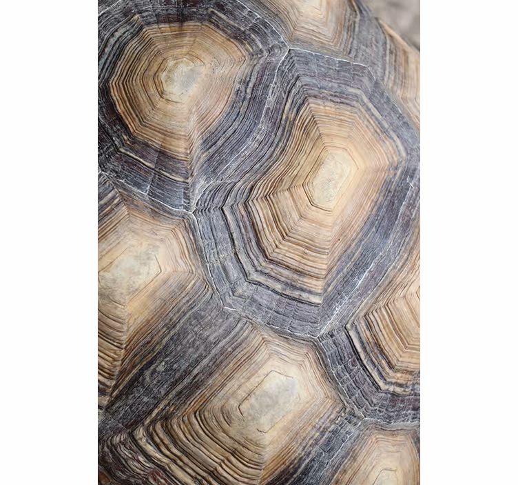 Papel tapiz para sala con diseño de caparazón de tortuga - TenVinilo