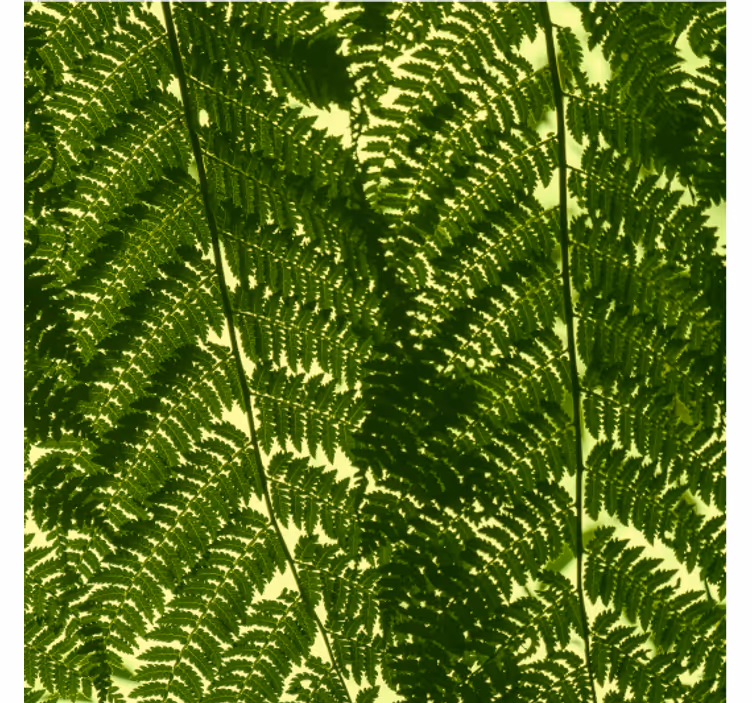 Papel tapiz nórdico planta helecho verde - TenVinilo
