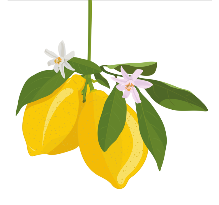 Persiana enrollable para cocina Árbol de limón - TenVinilo