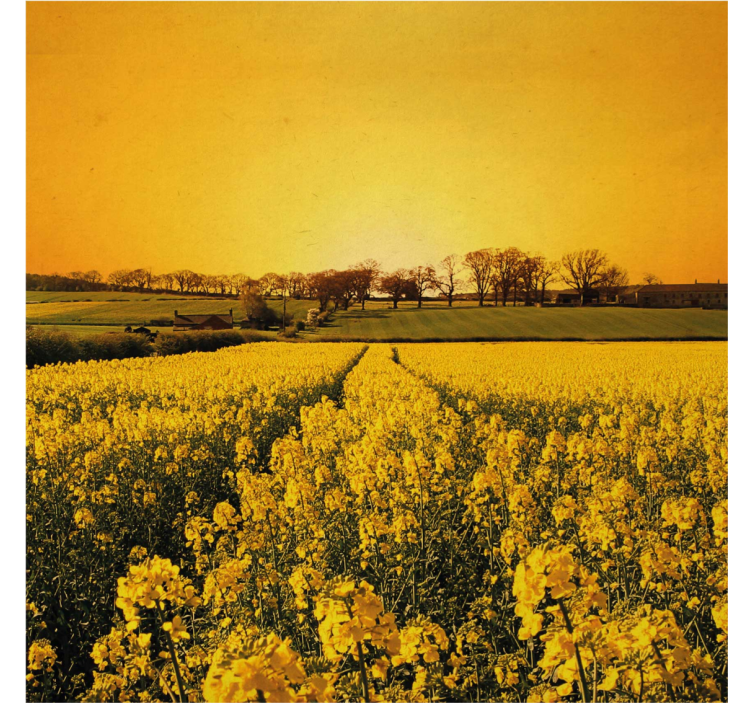 Persiana enrollable salón campo de flores amarillas - TenVinilo