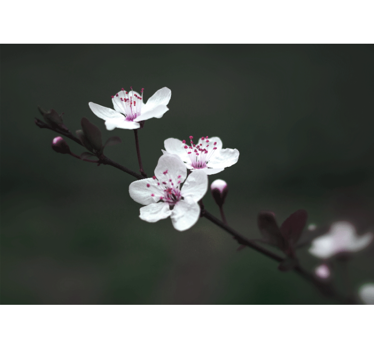 Persiana enrollable salón flor de cerezo elegante - TenVinilo