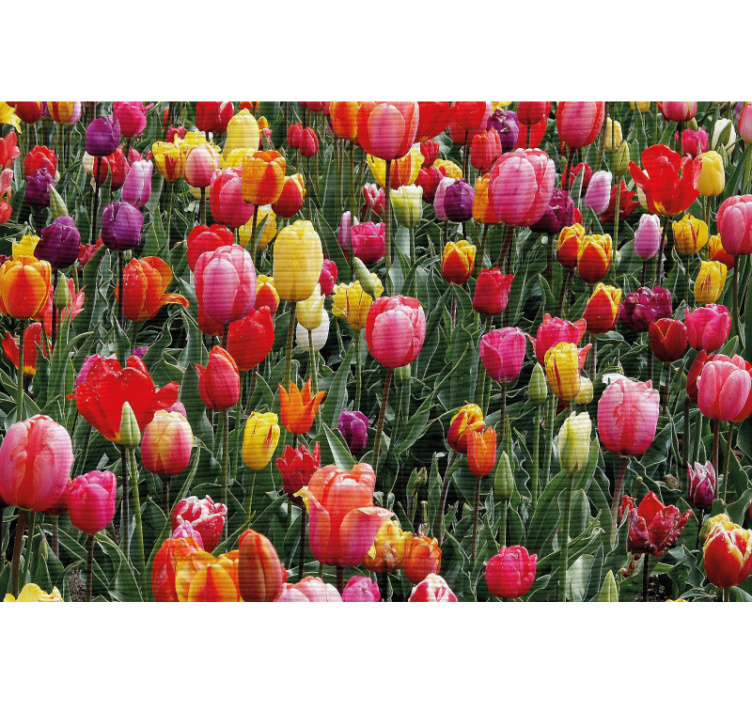 Persiana enrollable salón múltiples tulipanes en campo - TenVinilo