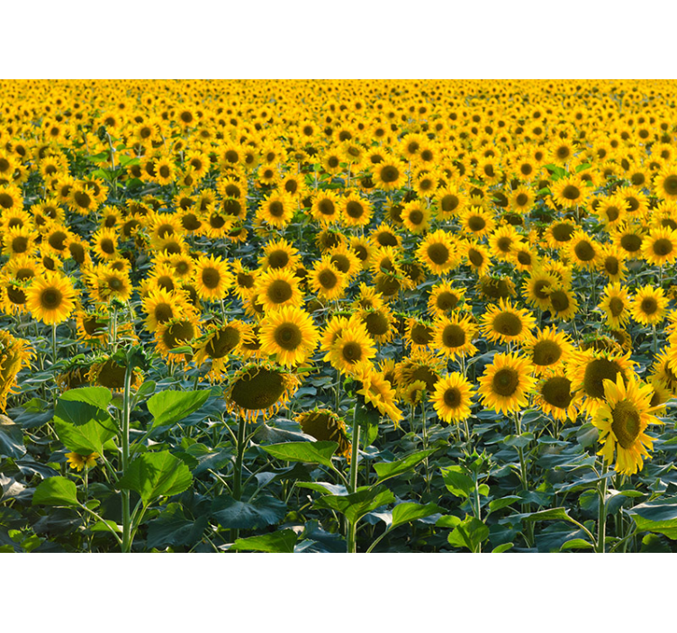 Persiana enrollable salón campo de girasoles al atardecer - TenVinilo