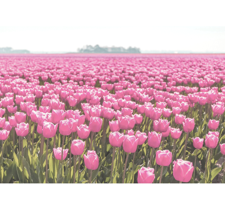 Persiana enrollable salón campo de tulipanes rosa - TenVinilo