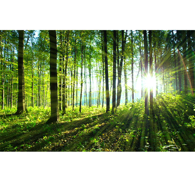 Persiana enrollable salón paisaje forestal con reflejo - TenVinilo