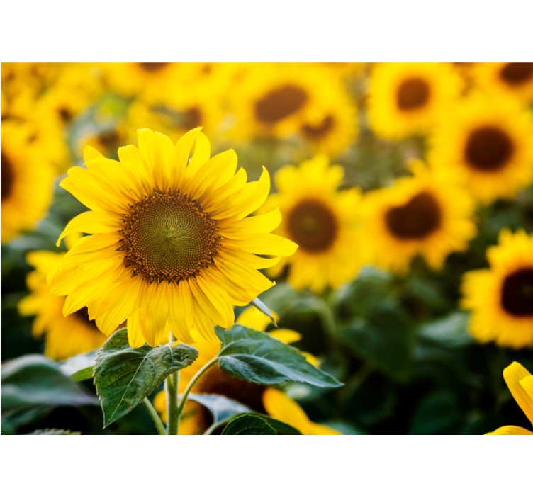 Persiana enrollable salón campo de girasoles - TenVinilo