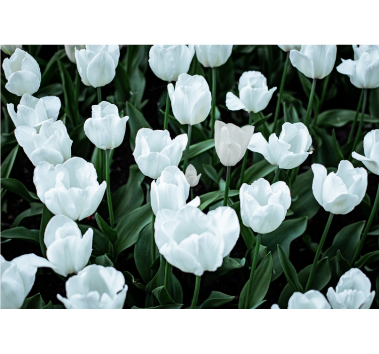 Persiana enrollable salón tulipanes blancos - TenVinilo