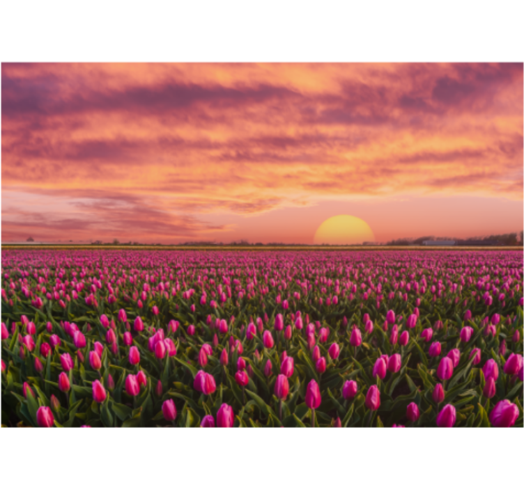 Persiana enrollable salón amanecer y tulipanes - TenVinilo