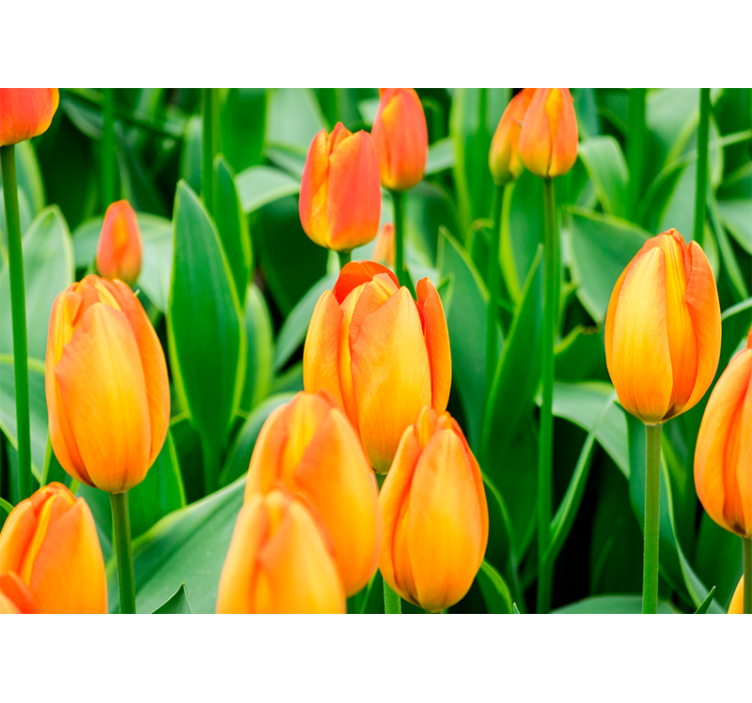 Persiana enrollable salón flores tulipán naranja - TenVinilo