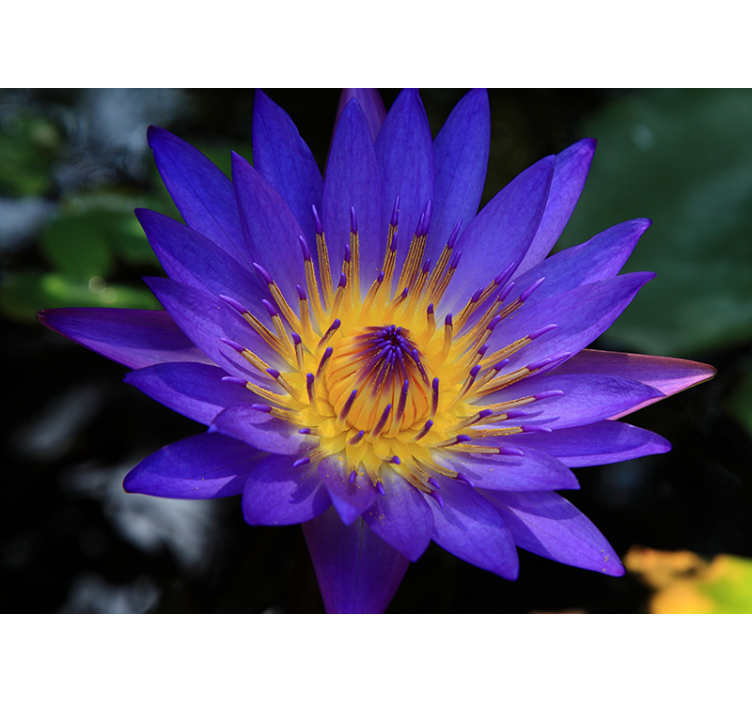 Persiana enrollable salón flor de loto púrpura - TenVinilo