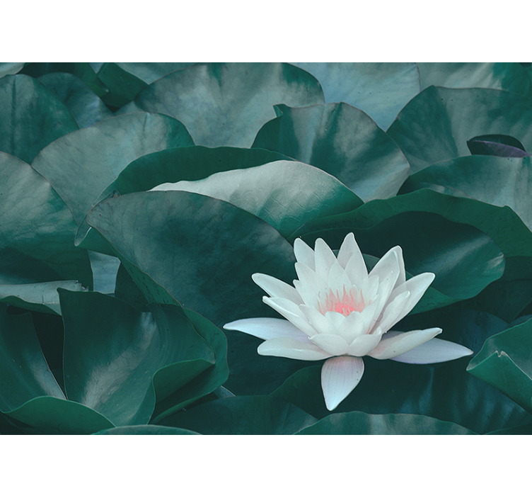 Persiana enrollable salón flor de loto blanca zen - TenVinilo