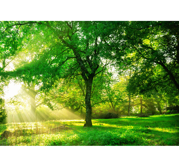 Persiana enrollable salón bosque iluminado verde - TenVinilo