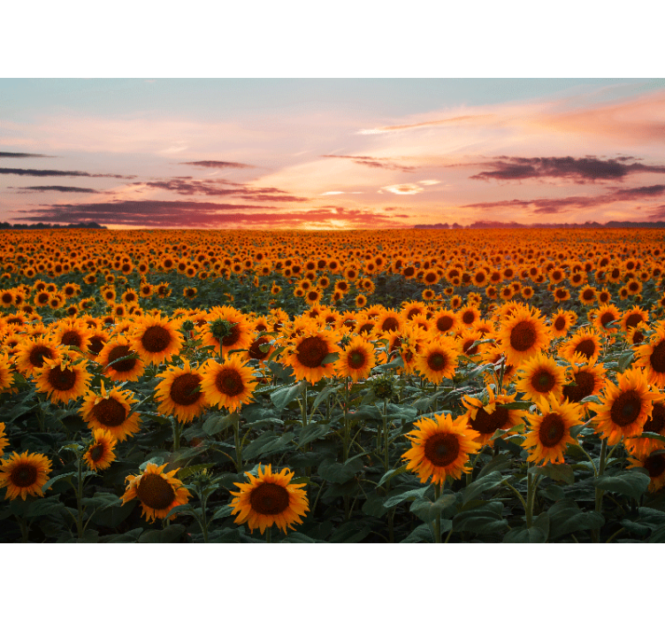 Persiana enrollable salón atardecer de girasoles - TenVinilo