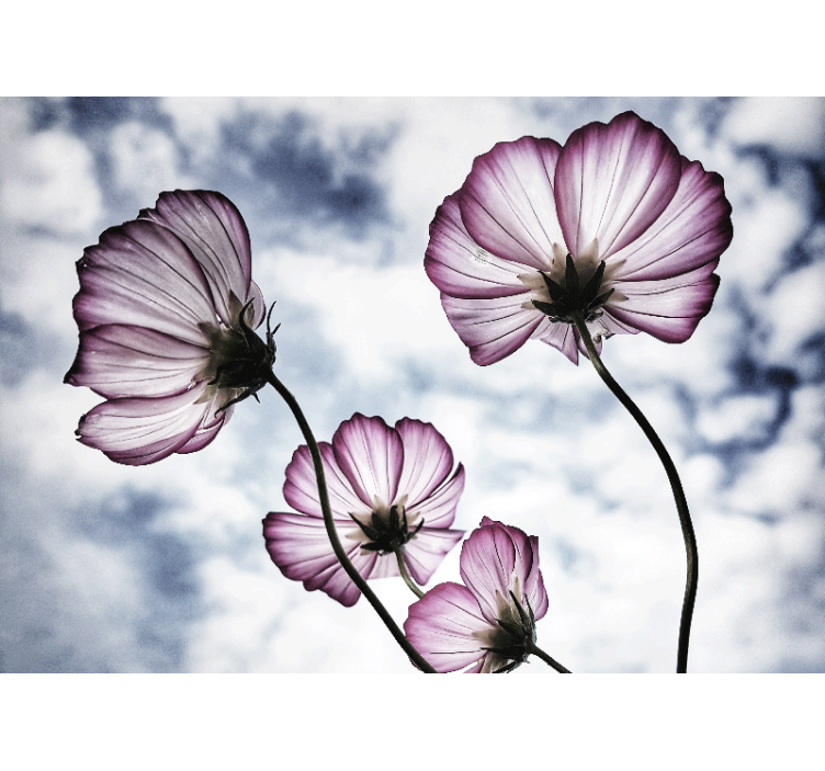 Persiana enrollable salón diseño de flor cosmos púrpura - TenVinilo