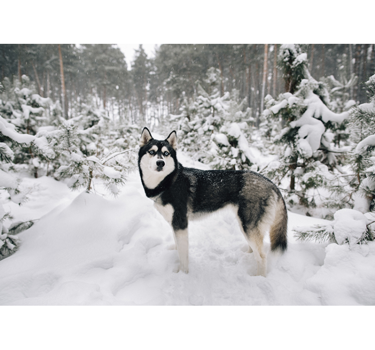 Persiana enrollable blanca bosque invernal y husky - TenVinilo