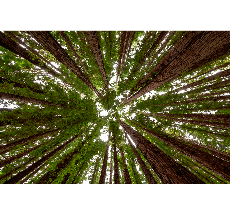 Persiana enrollable árboles diseño de dosel alto - TenVinilo