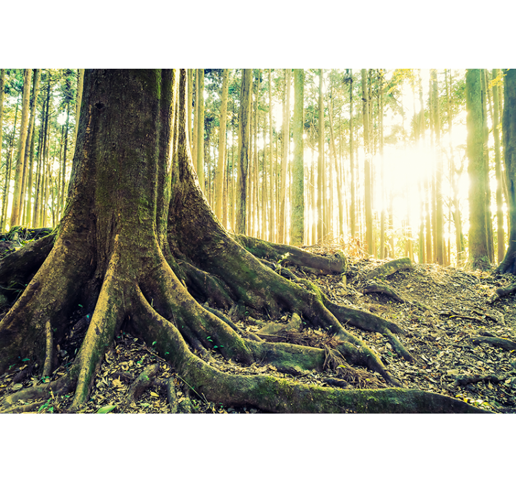 Persiana enrollable árboles majestuosas raíces del bosque - TenVinilo